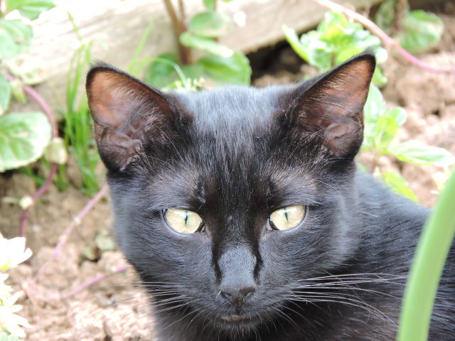 Galibo ( Pringles ), chaton noir, né mi-juillet 2014. Dscn0914