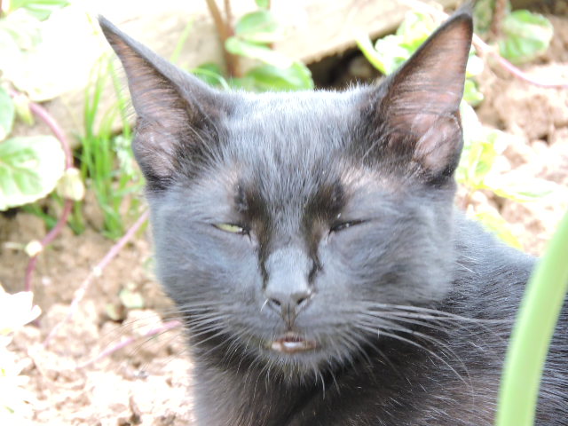 Galibo ( Pringles ), chaton noir, né mi-juillet 2014. Dscn0915