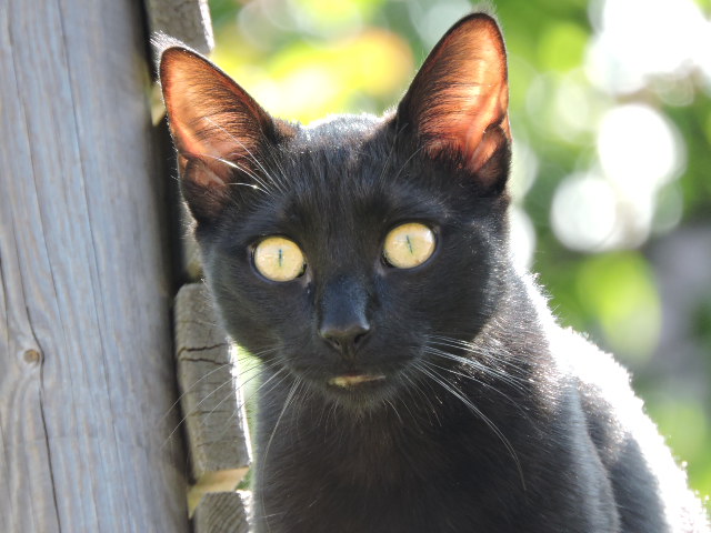 Galibo ( Pringles ), chaton noir, né mi-juillet 2014. Dscn1011