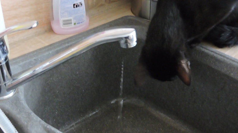 Galibo ( Pringles ), chaton noir, né mi-juillet 2014. Dscn1012