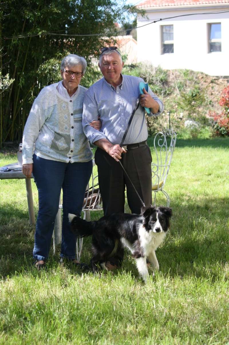 LUFFY  border collie de 1 an Img_8810