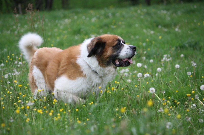 Snoopy mâle Saint Bernard 7 ans et demi Img_9710