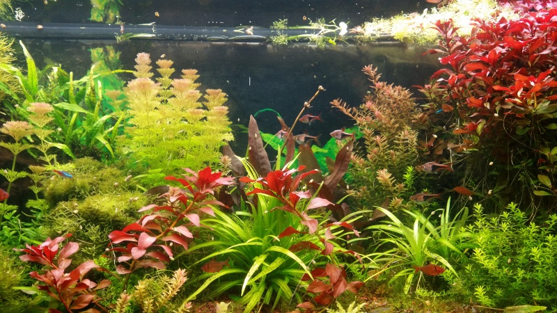 2 aquariums 240L : Spécifique Cacatuoides et Communautaire 20150322