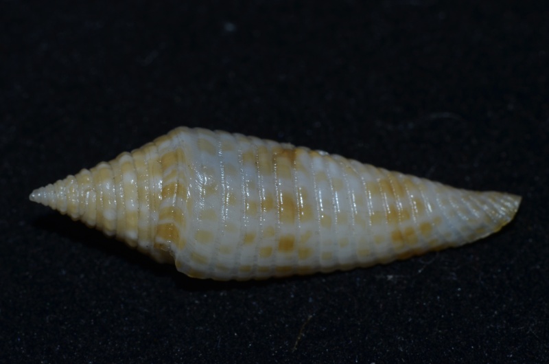 Conasprella (Fusiconus) longurionis (Kiener, 1845) C_long10