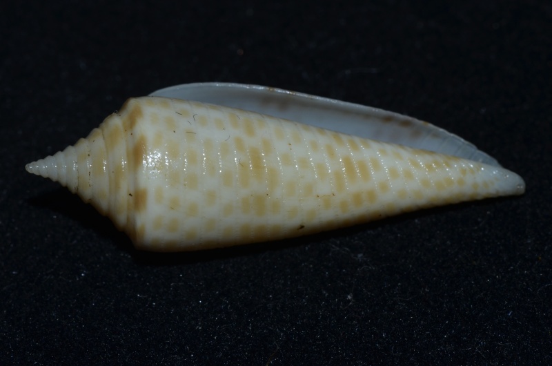 Conasprella (Fusiconus) longurionis (Kiener, 1845) C_long14