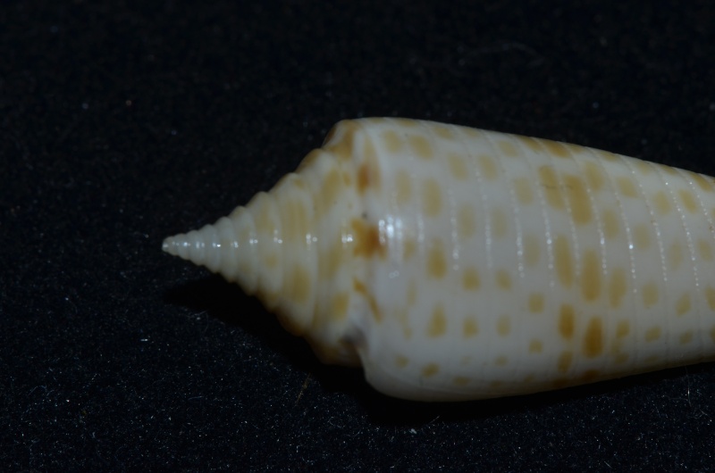Conasprella (Fusiconus) longurionis (Kiener, 1845) C_long15