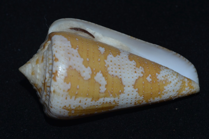 Conus (Stephanoconus) cedonulli insularis   Gmelin, 1791 Cedonu10