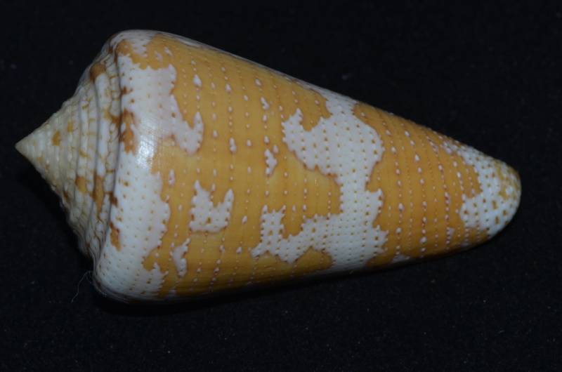 Conus (Stephanoconus) cedonulli insularis   Gmelin, 1791 Cedonu11