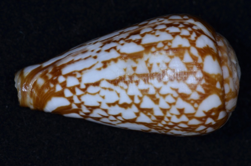 Conus (Lautoconus) alexandrinus  Kaicher 1977 Conus100