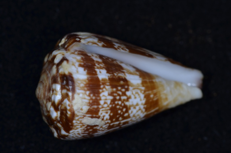 Conus (Lautoconus) cuneolus   Reeve, 1843 Conus_25