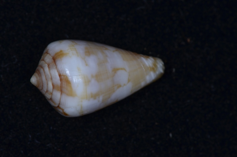 Conus (Lautoconus) curralensis  Rolán, 1986 Conus_26