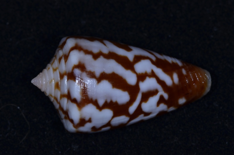Conus (Dauciconus) ziczac    Muhlfed 1816 Conus_56
