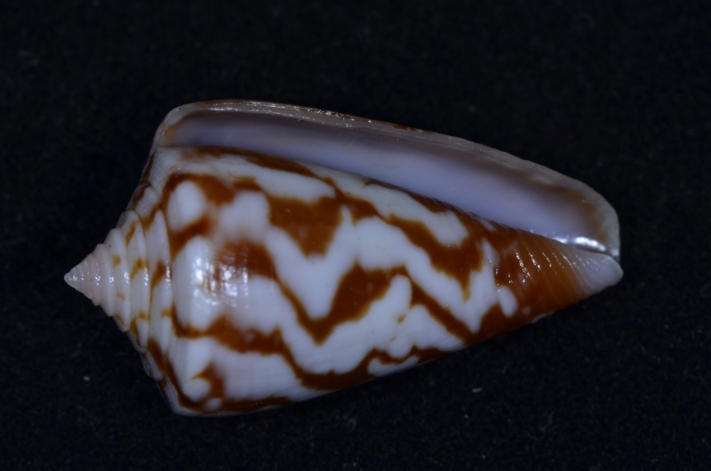 Conus (Dauciconus) ziczac    Muhlfed 1816 Conus_57