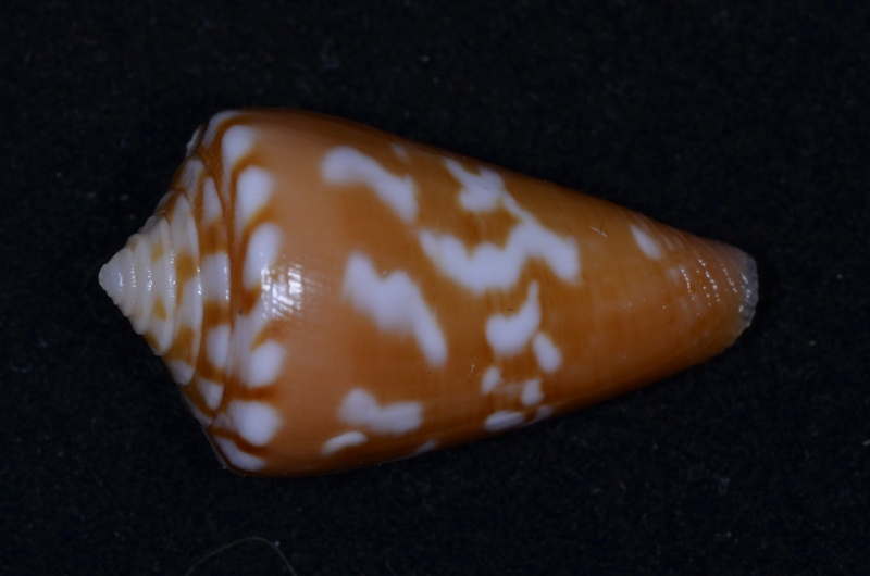 Conus (Dauciconus) ziczac    Muhlfed 1816 Conus_58
