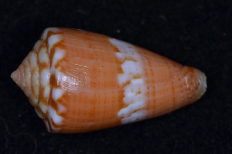 Conus (Dauciconus) lucaya  Petuch 2000 Conus_64