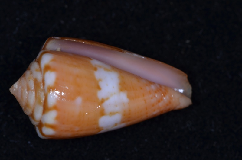Conus (Dauciconus) lucaya  Petuch 2000 Conus_65
