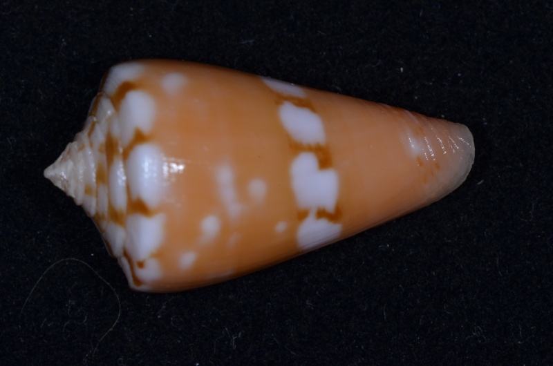 Conus (Dauciconus) lucaya  Petuch 2000 Conus_66