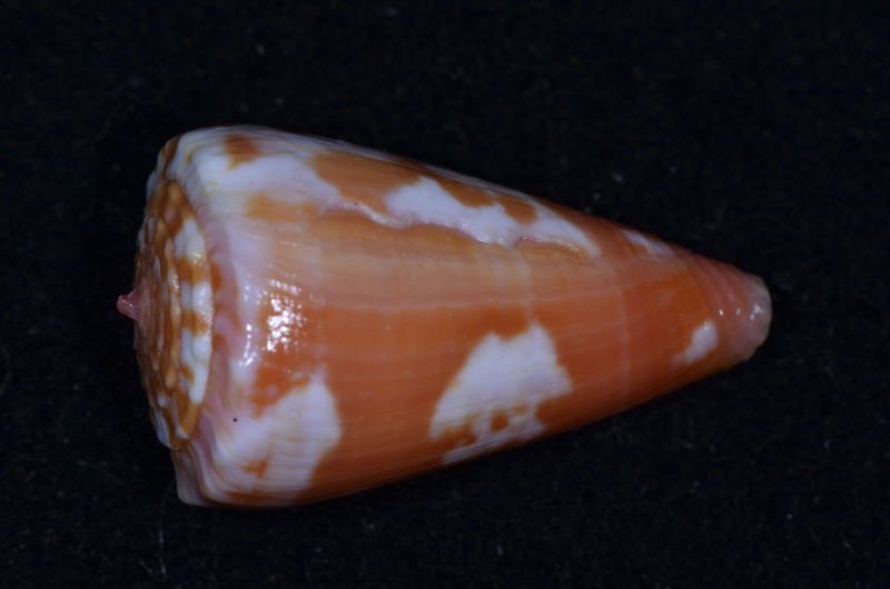 Conus (Dauciconus) richardbinghami Petuch 1993 Conus_68
