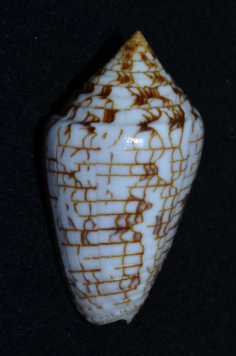 Conasprella (Ximeniconus) lucidus  Wood, 1828 Conus_71