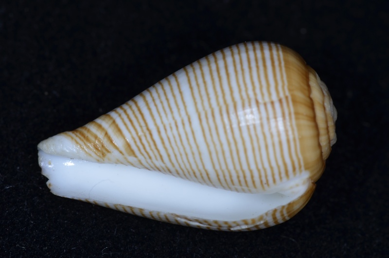 Conus (Lautoconus) fuscolineatus   GB Sowerby III, 1905 Conus_88