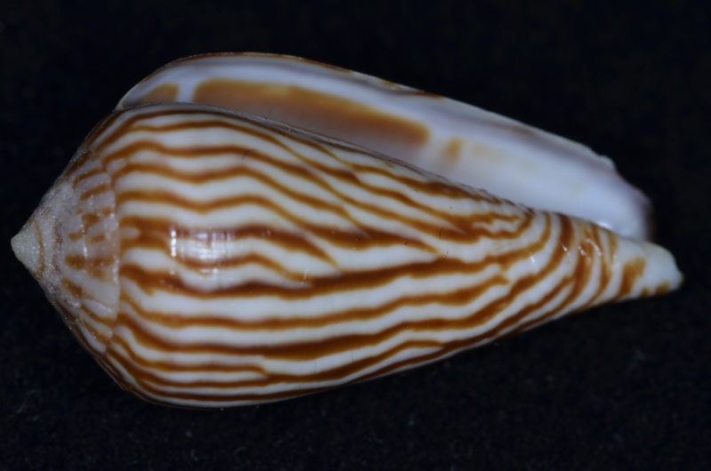 Conus (Lautoconus) zebroides  Kiener 1845 Conus_91