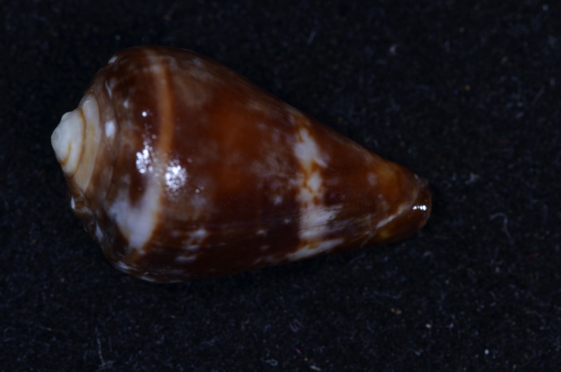 Conus (Lautoconus) lugubris    Reeve 1849 Lugubr11
