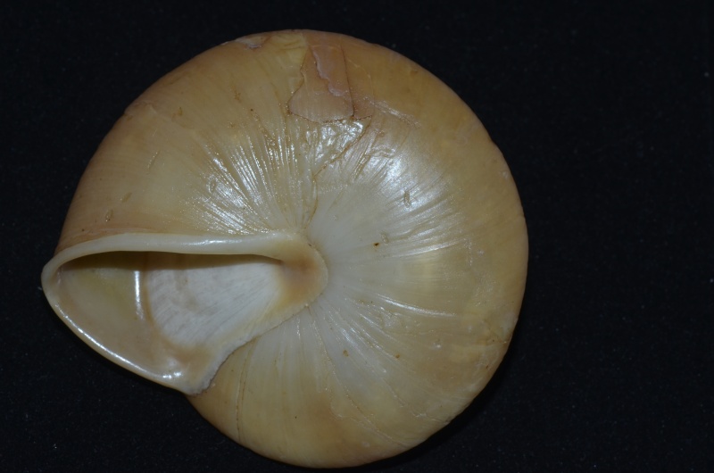 Pleurodonte excellens (Pfeiffer, 1852) Venez110
