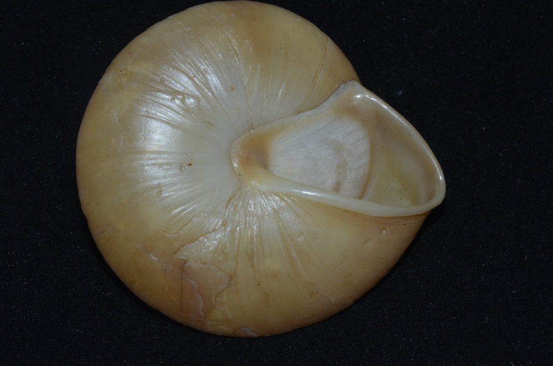 Pleurodonte excellens (Pfeiffer, 1852) Venez410