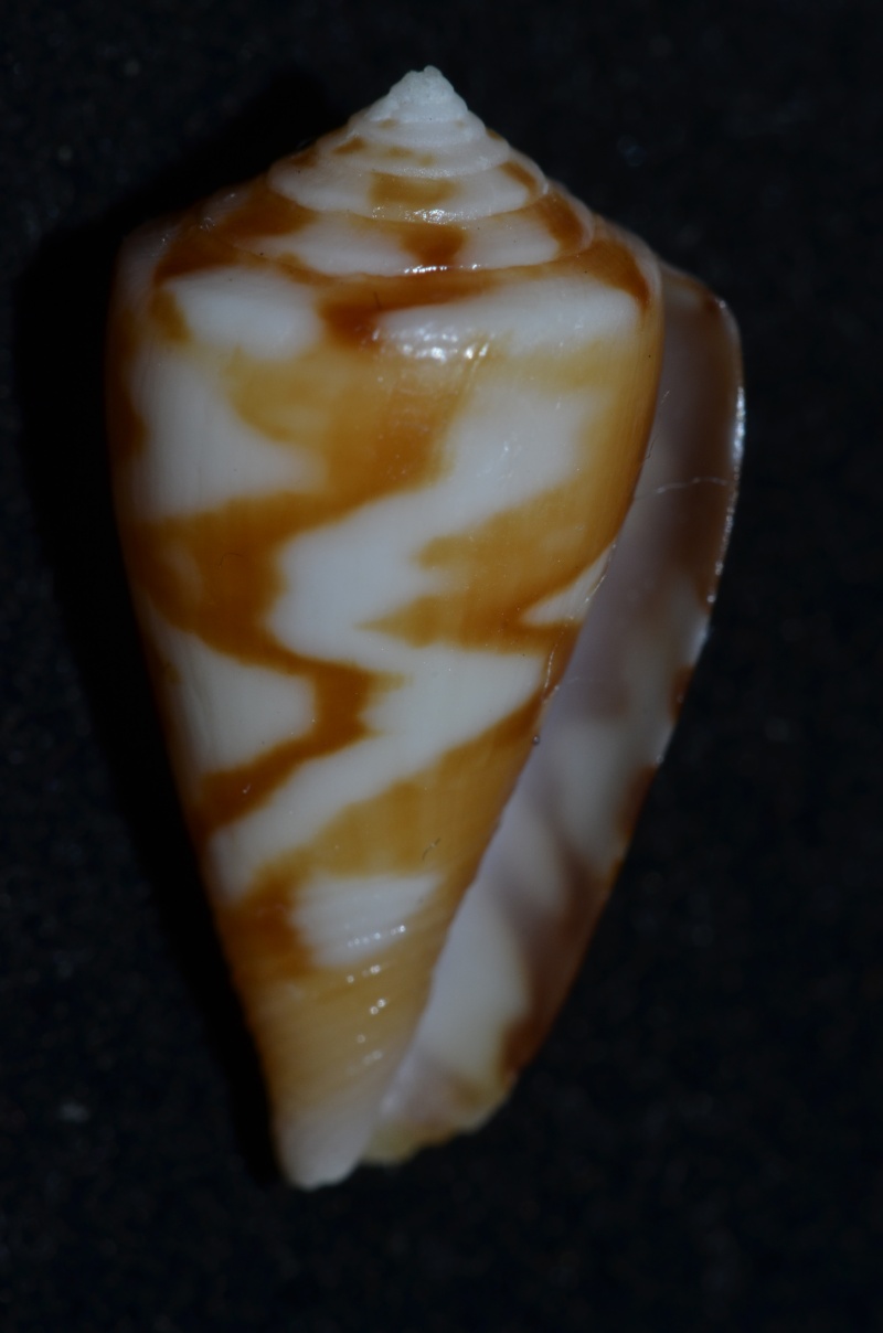 Conus (Dauciconus) ziczac    Muhlfed 1816 Ziczac10