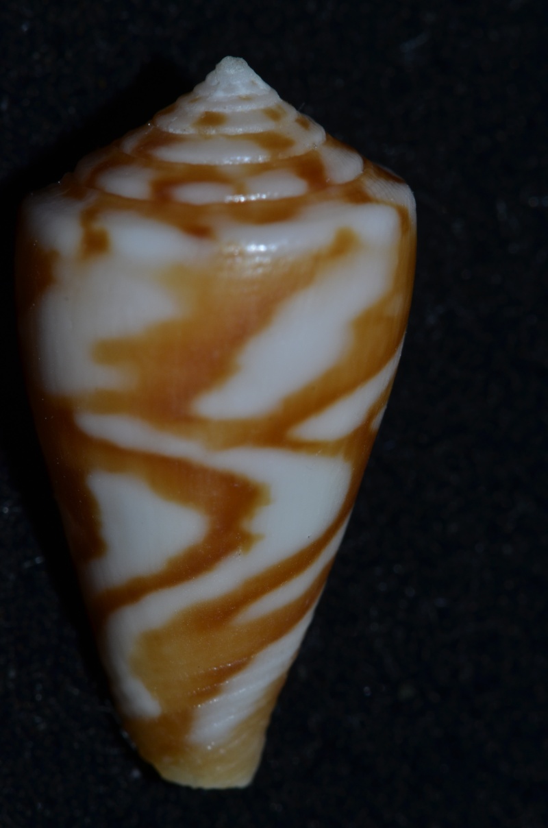 Conus (Dauciconus) ziczac    Muhlfed 1816 Ziczac11