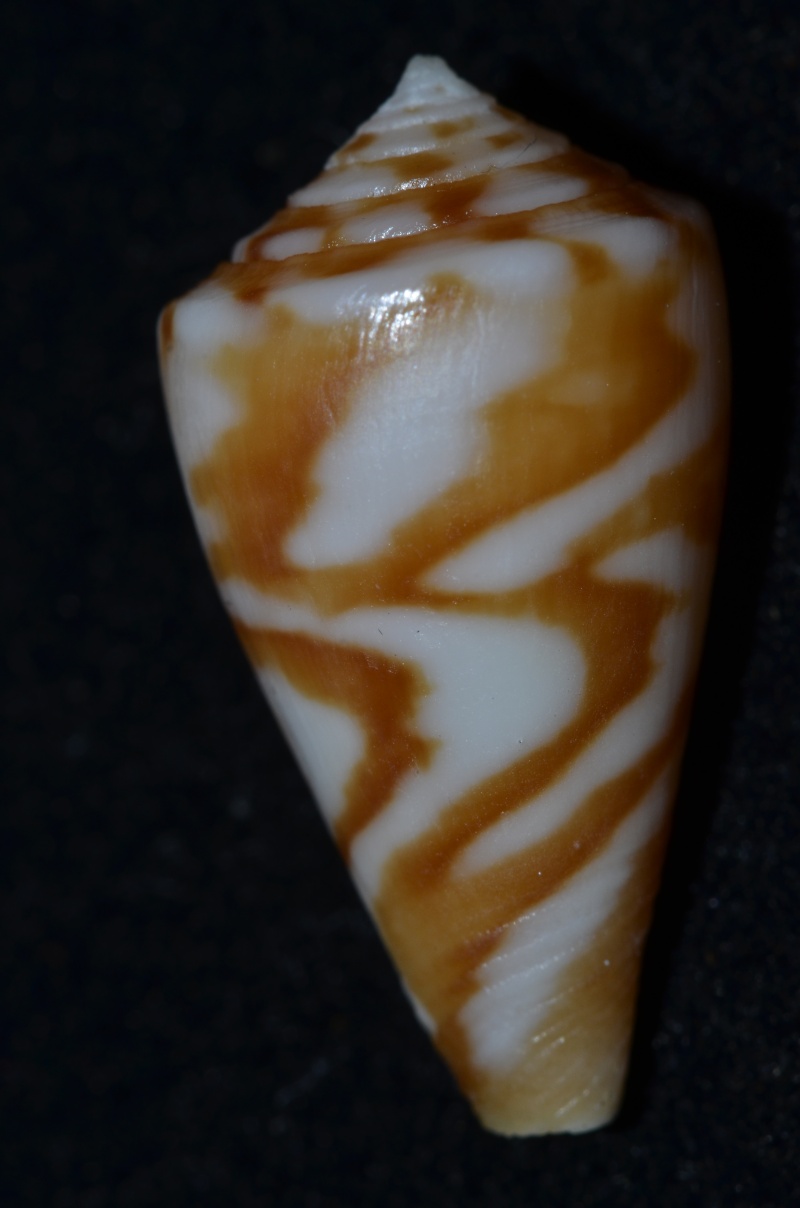 Conus (Dauciconus) ziczac    Muhlfed 1816 Ziczac12