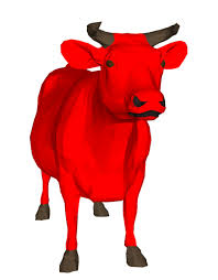 البقرة الحمراء  Images83