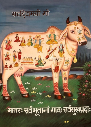 البقرة الحمراء  Kamadh15