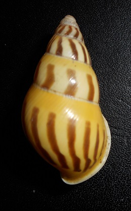Amphidromus elvinae (Dharma, 2007) Dscn2413