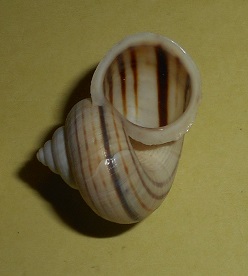 Tropidophora semidecussata pauluccioides (Petit de la Saussaye, 1853) Dscn2818