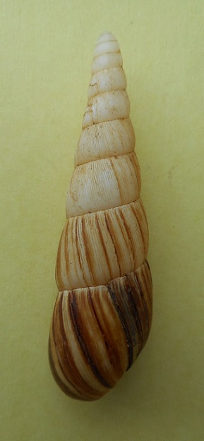 Clavatoridae Paraclavator moreleti (Deshayes in Férussac, 1851) Dscn3210