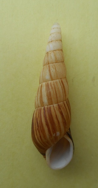 Clavatoridae Paraclavator moreleti (Deshayes in Férussac, 1851) Dscn3211