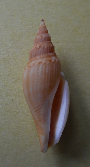 Borsoniidae Genota nicklesi - Knudsen, 1952 Dscn3312