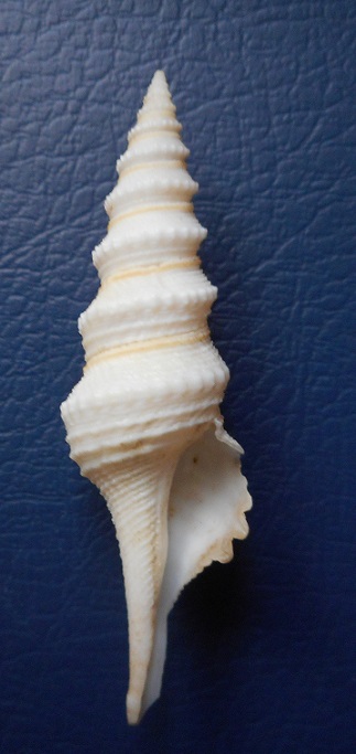 Lophiotoma albina (Lamarck, 1822)  Dscn3410