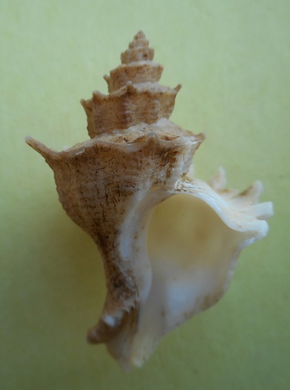 Babelomurex helenae (Azuma, 1973) Dscn3421
