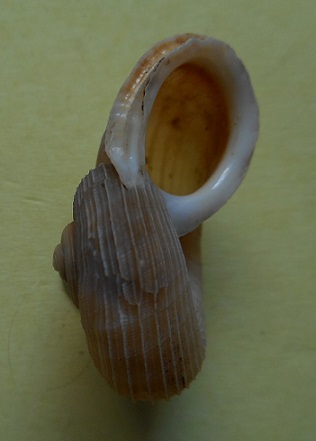 Tropidophora humberti (Fischer-Piette, 1945) Dscn3511
