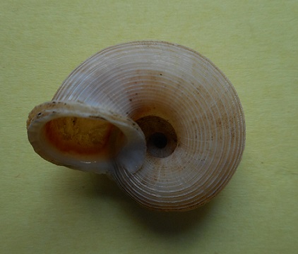 Tropidophora humberti (Fischer-Piette, 1945) Dscn3512