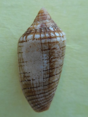 Imbricaria conus (Gmelin, 1791)  Dscn3611