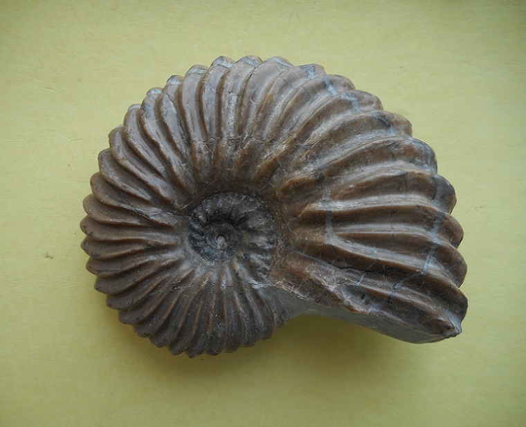 Ammonitida - Hoplitidae - † Hoplites dentatus (Sowerby, 1821) - Albien Dscn3615