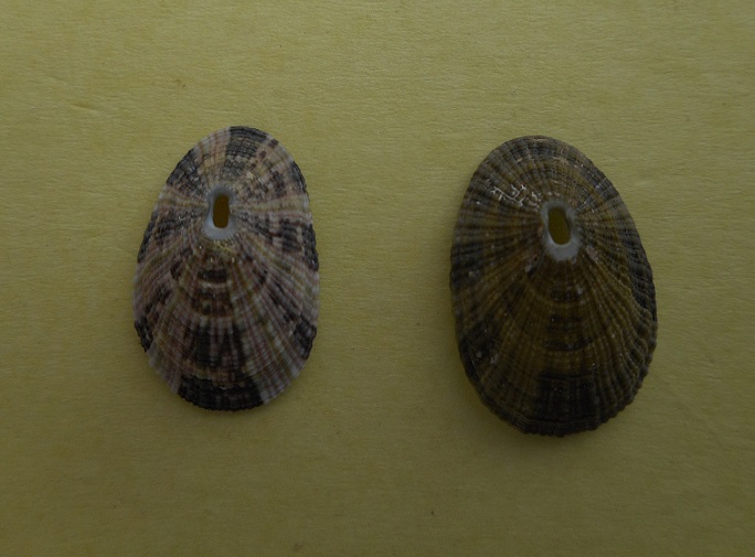 Diodorinae Diodora gibberula (Lamarck, 1822) Dscn3712