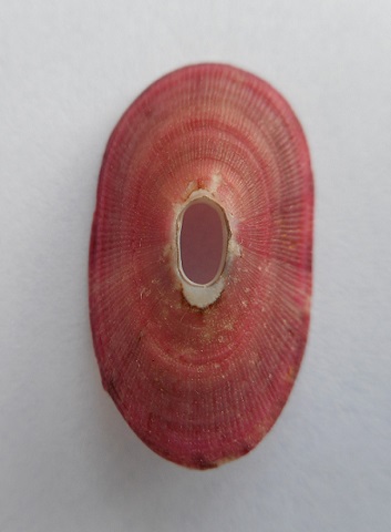 Fissurellinae Dendrofissurella scutellum (Gmelin, 1791) Dscn3821