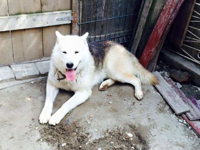 Ares 2 ans x husky Grande taille Roumanie Ares210