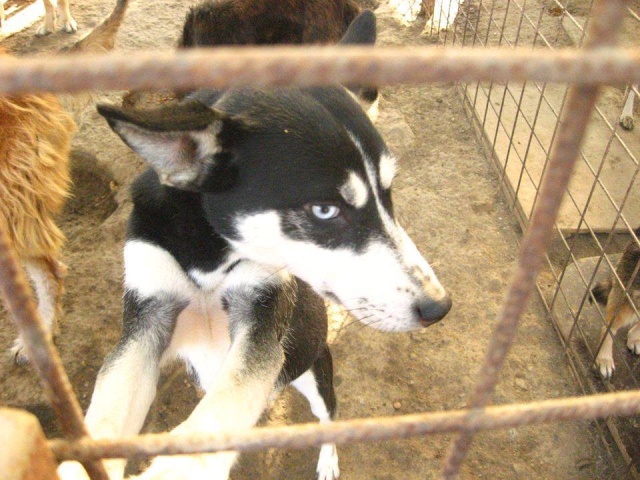 Blue 3 ans x husky Roumanie Blue10