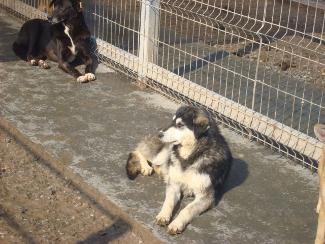 Abby x husky 3/4 ans Galati Roumanie ASSO UluKiba Nordic Rescue Shy210