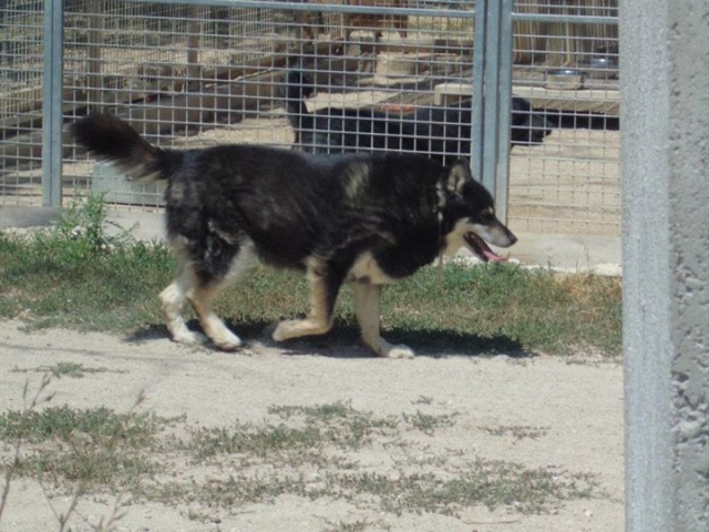 ULLA X Husky née en janvier 2001 adoption uniquement REFU83 Ulla10